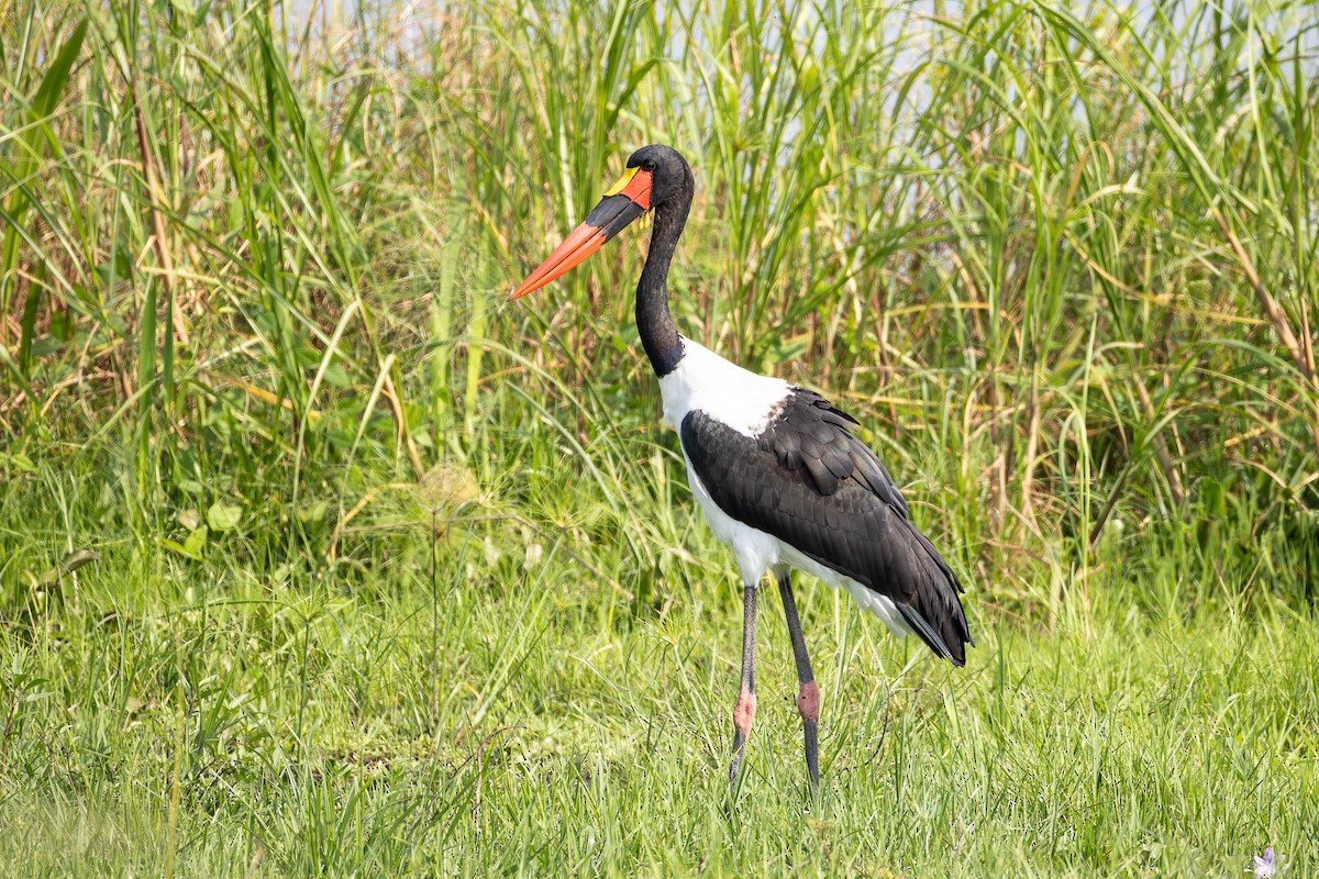 sadelnebbstork - ML642757679