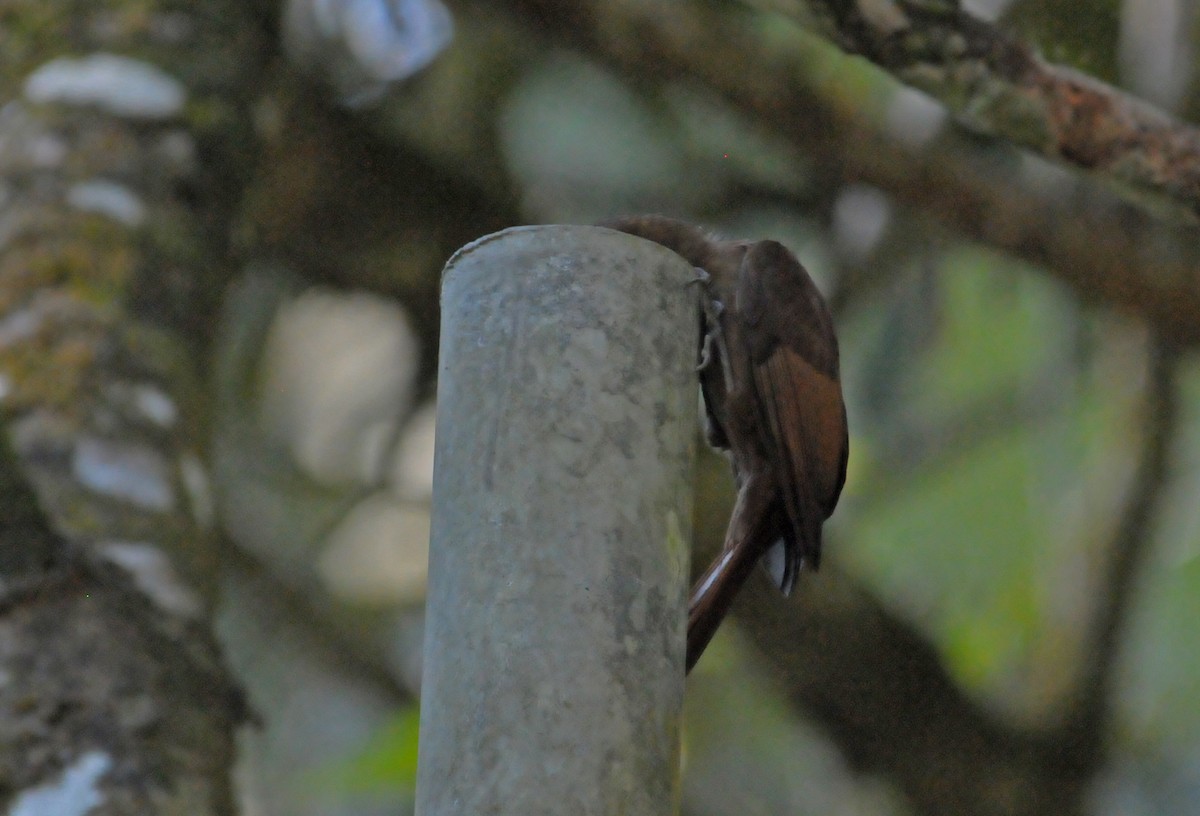Tawny-winged Woodcreeper - ML642757691
