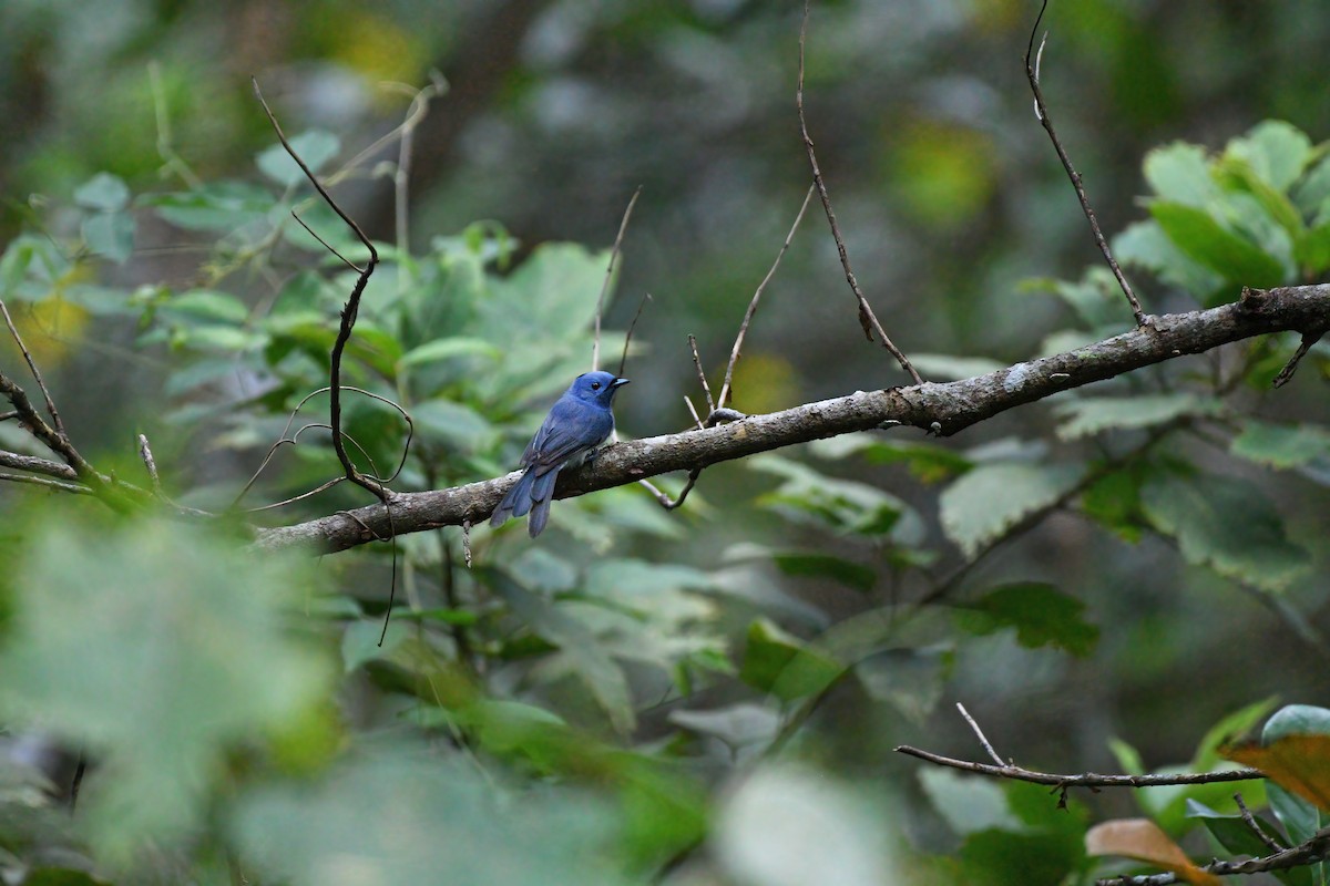 Black-naped Monarch - ML642757693