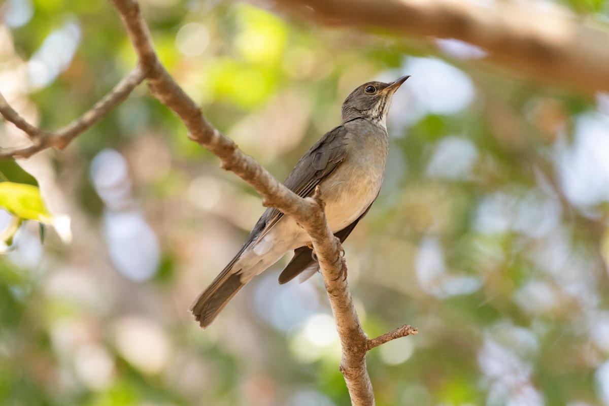 Blacksmith Thrush - ML642757704