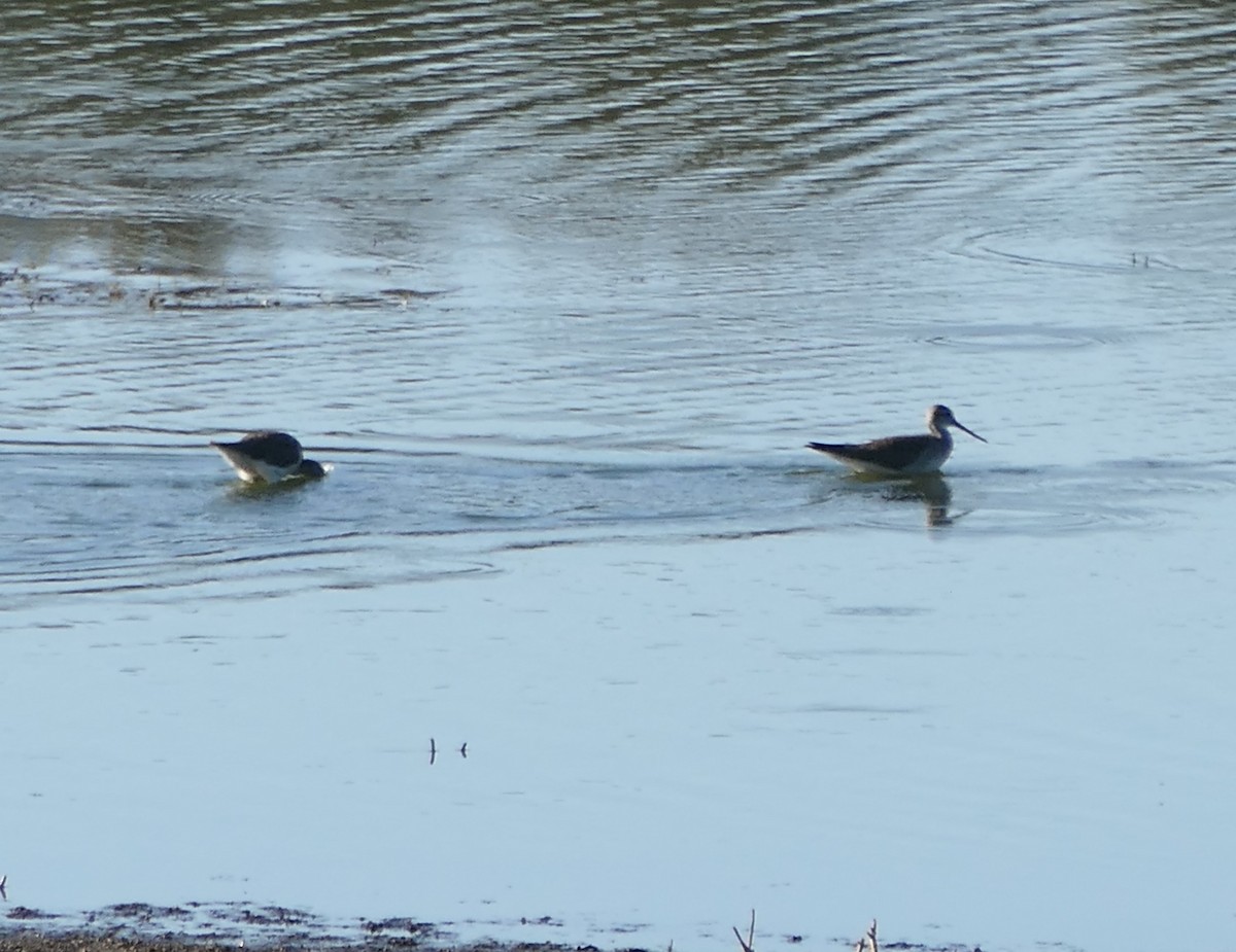 Greater Yellowlegs - ML642757705