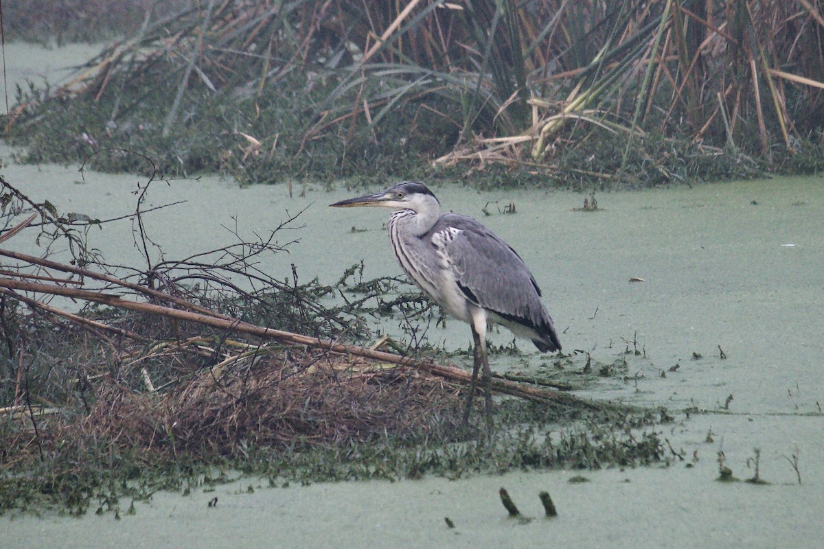Gray Heron - Rupashree Shivacharada