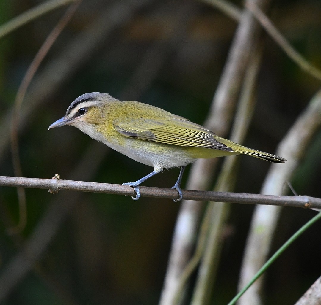 Chivi Vireo - ML642757804