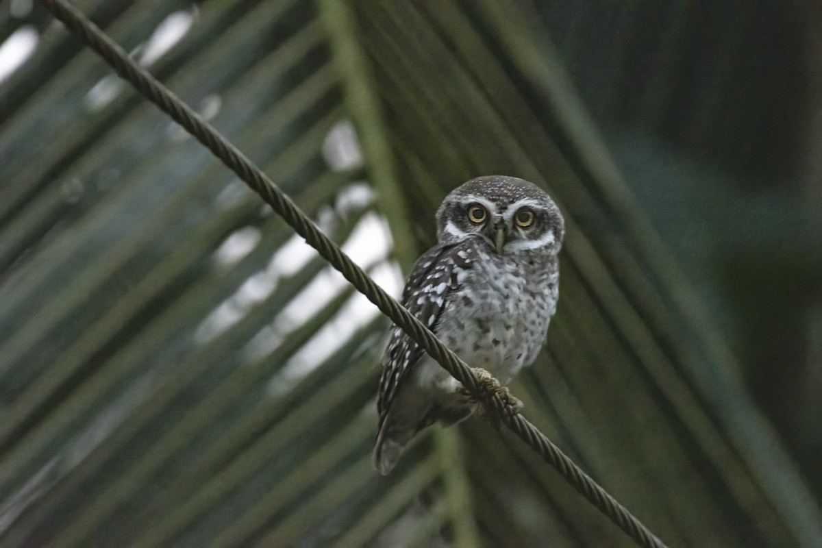 Spotted Owlet - ML642757814