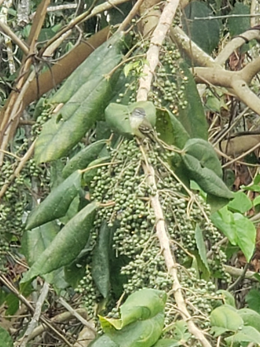 Tyranneau fascié - ML642757829