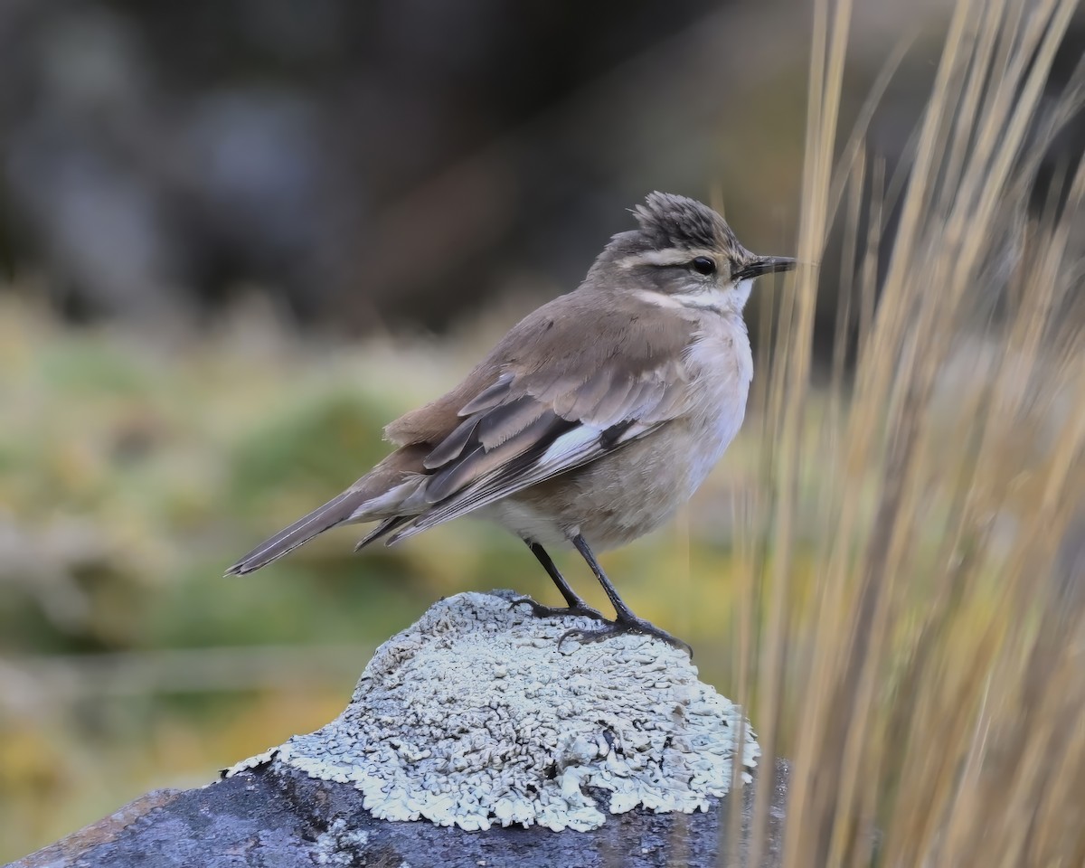 Cream-winged Cinclodes - ML642757837