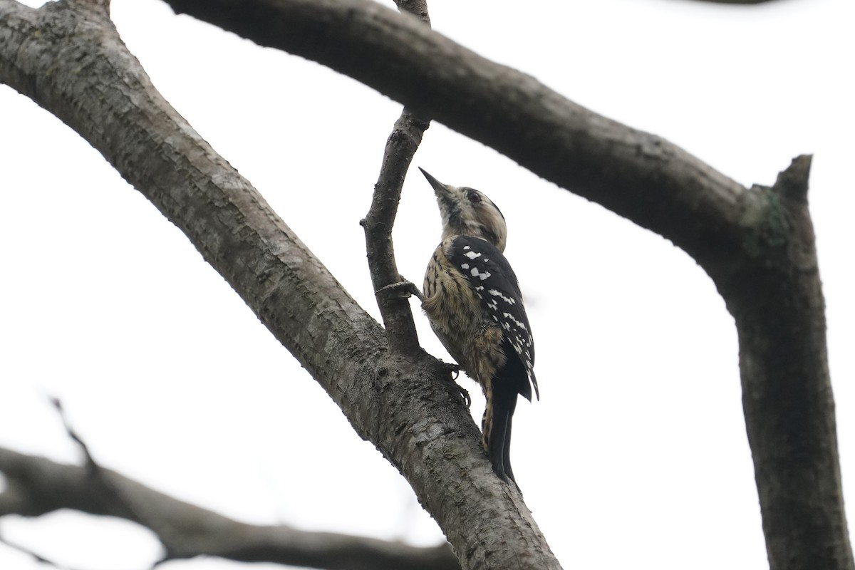 Gray-capped Pygmy Woodpecker - ML642757838