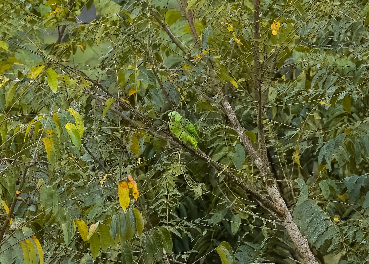 Festive Amazon - ML642757840