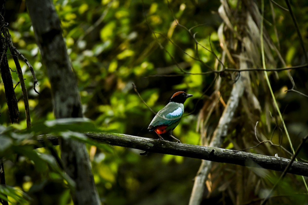 Western Hooded Pitta - ML642757845