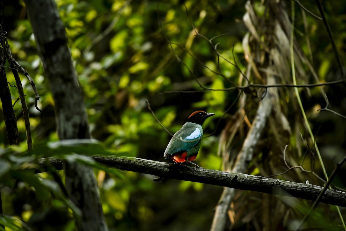 Western Hooded Pitta - ML642757846