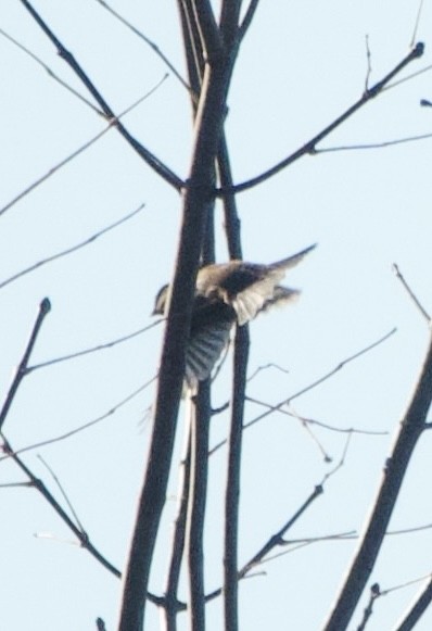 passerine sp. - ML642757848