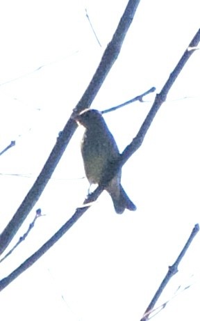 passerine sp. - ML642757849