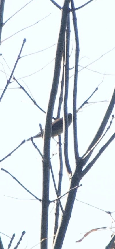 passerine sp. - ML642757850