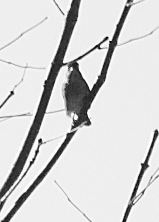 passerine sp. - ML642757851