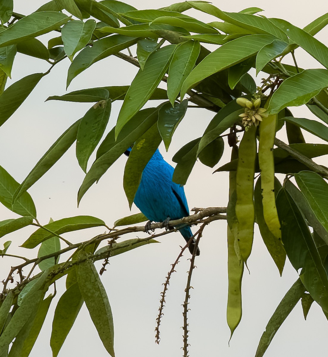 Plum-throated Cotinga - ML642757854