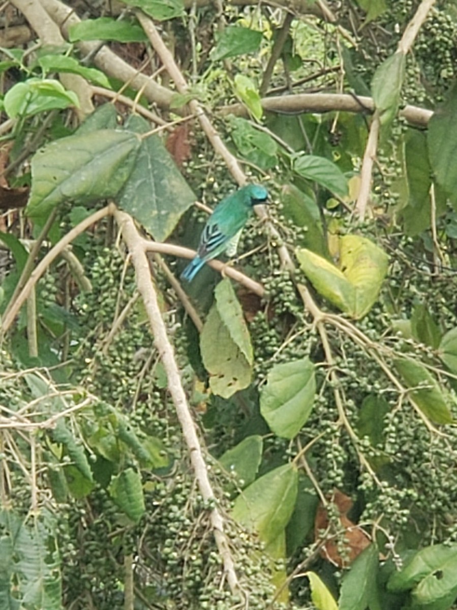 Swallow Tanager - ML642757860