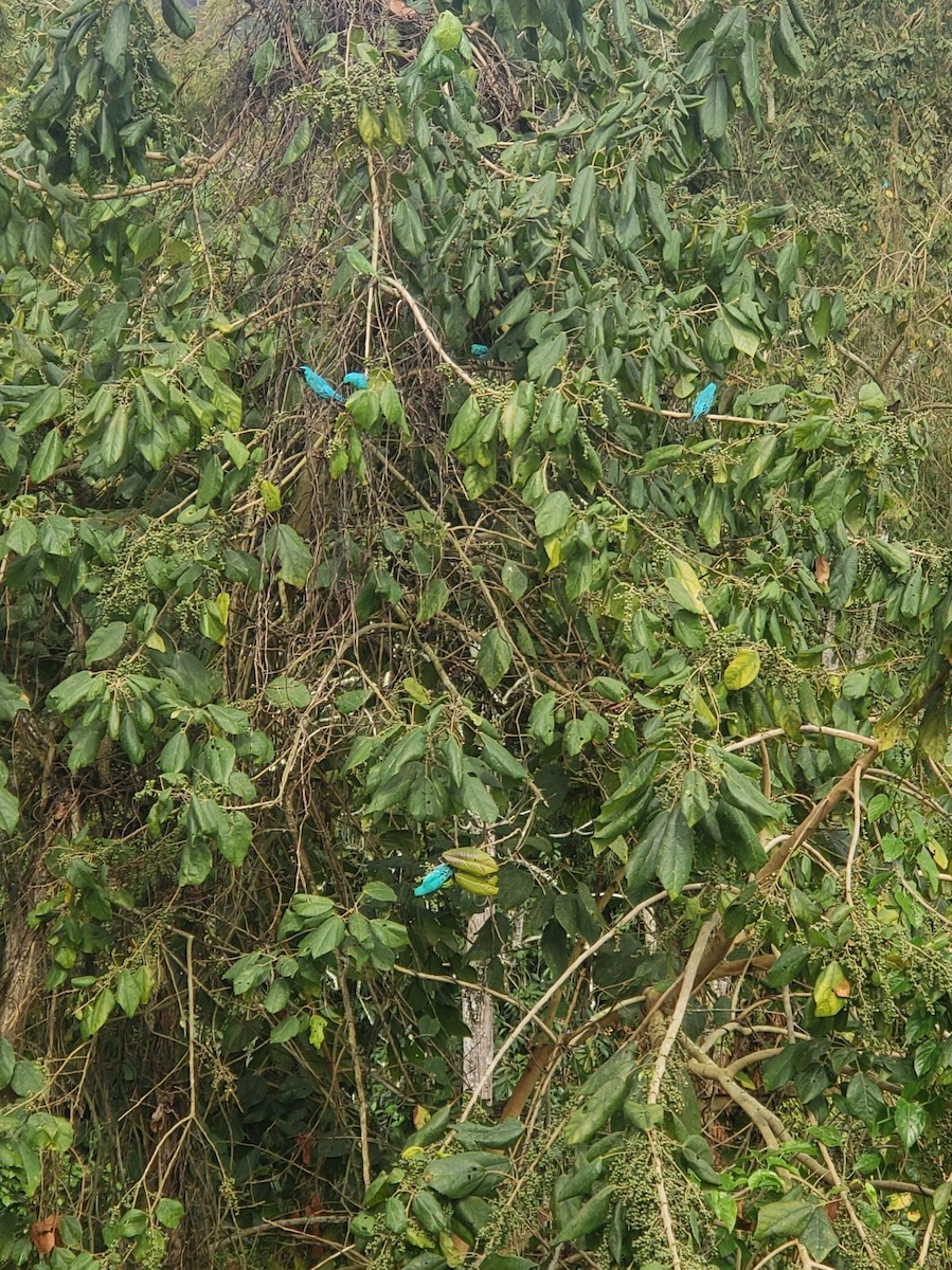 Swallow Tanager - ML642757863