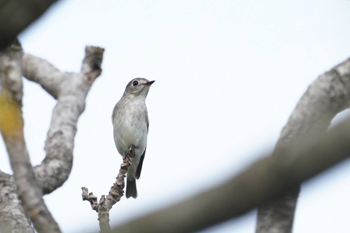 Asian Brown Flycatcher - ML642757864