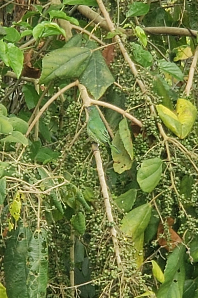 Swallow Tanager - ML642757867