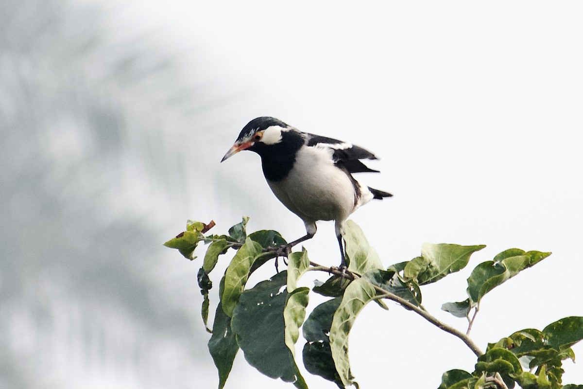 Indian Pied Starling - ML642757871