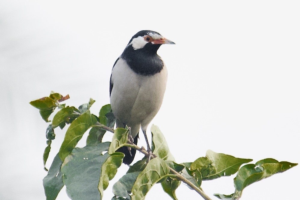 Indian Pied Starling - ML642757872