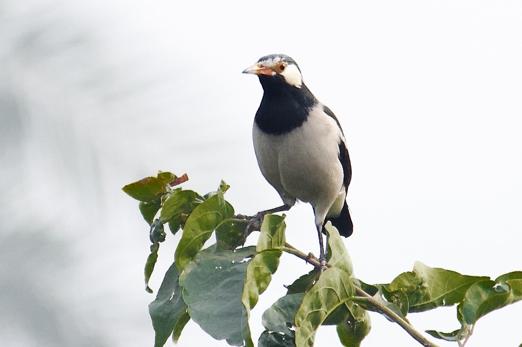 Indian Pied Starling - ML642757873