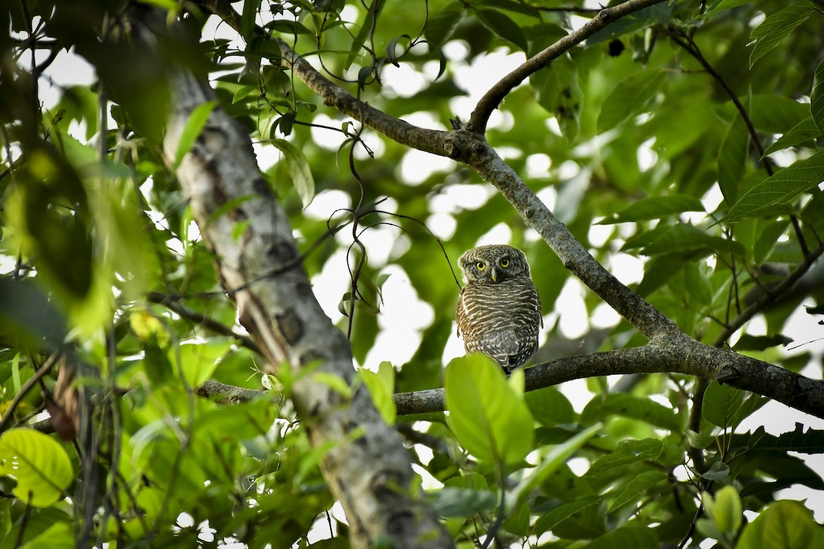 Asian Barred Owlet - ML642757897