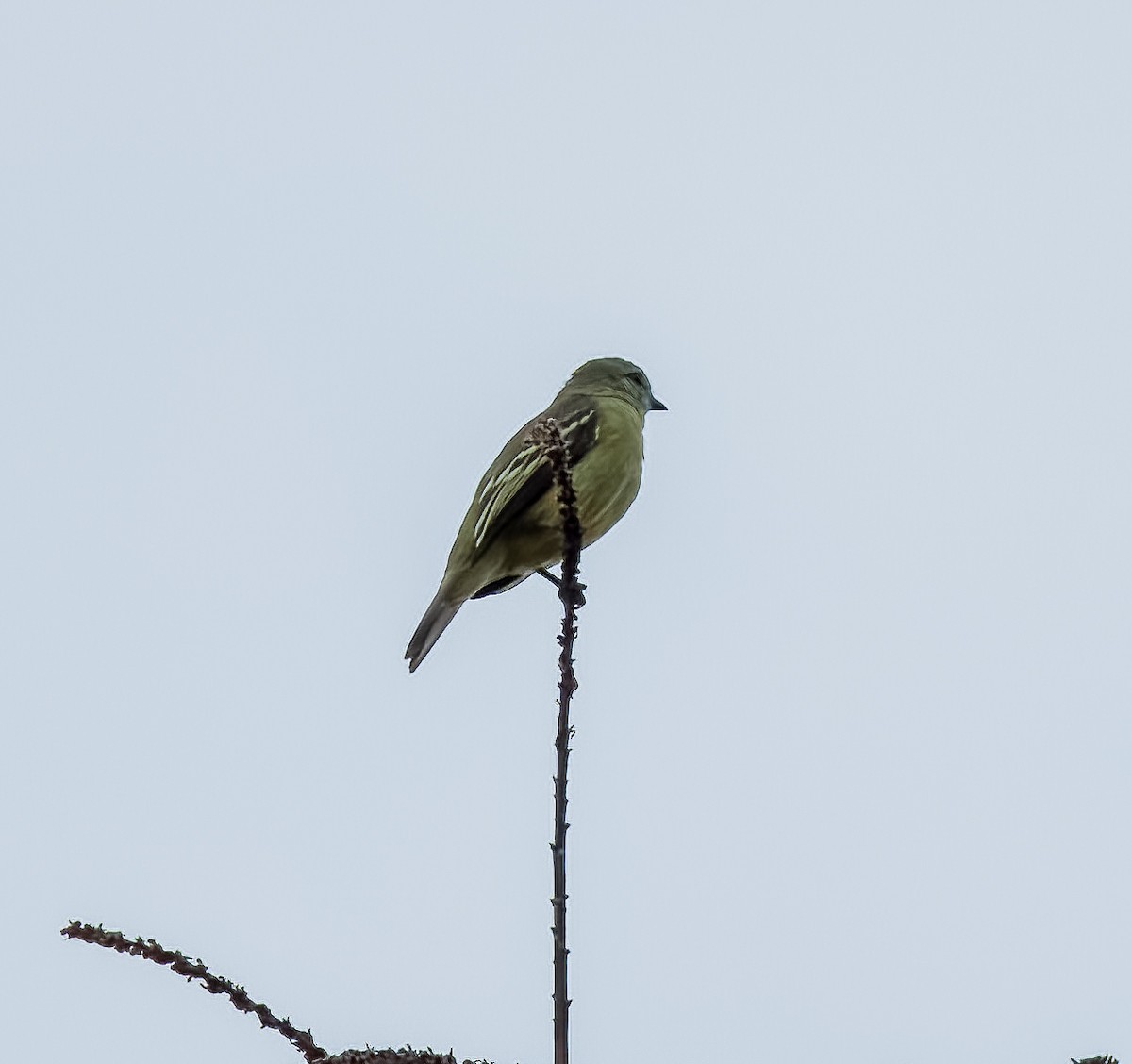 Yellow-crowned Tyrannulet - ML642757900