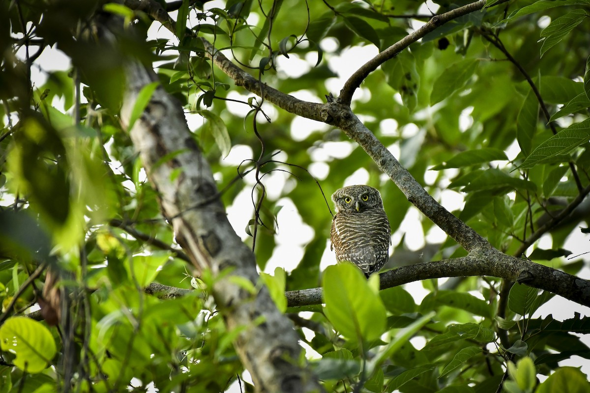 Asian Barred Owlet - ML642757925