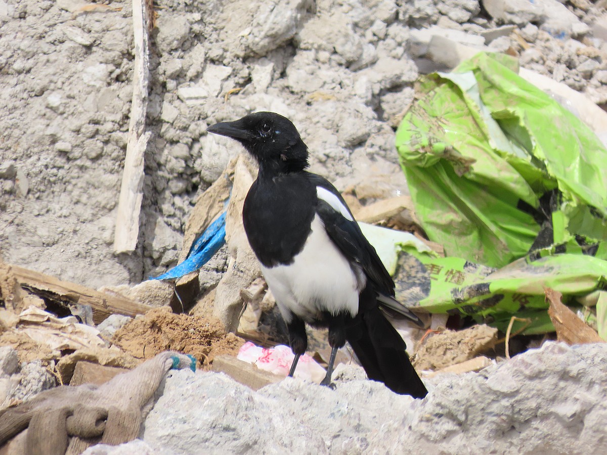 Oriental Magpie - ML642757929