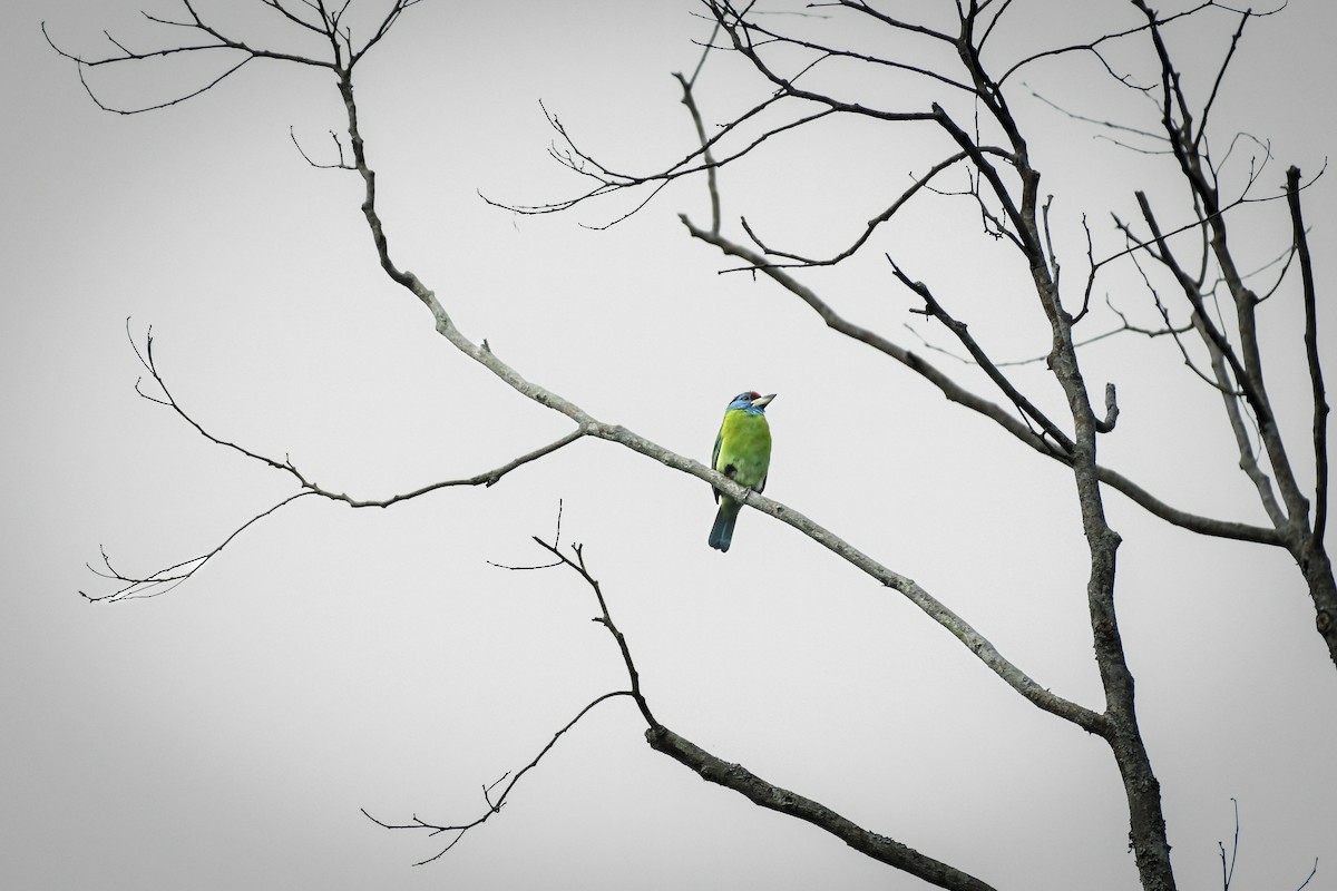 Blue-throated Barbet - ML642757933
