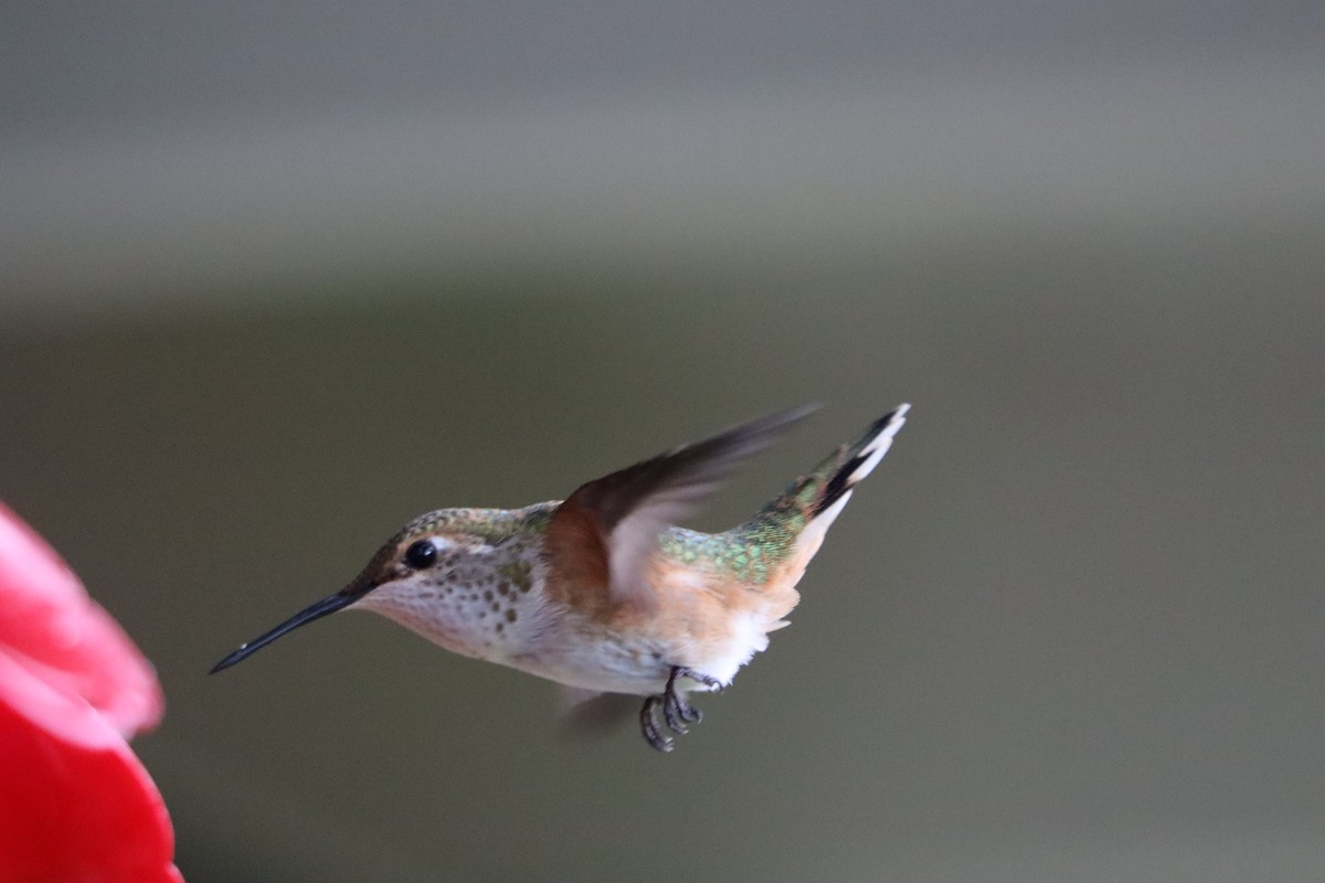 Rufous Hummingbird - ML642757939