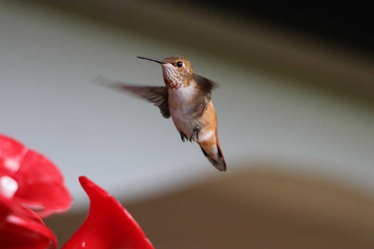 Rufous Hummingbird - ML642757940