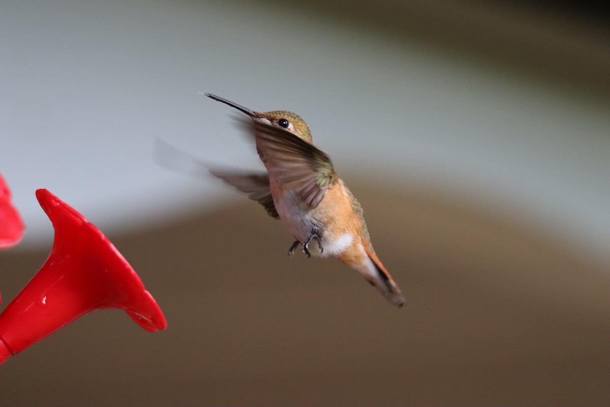 Rufous Hummingbird - ML642757942