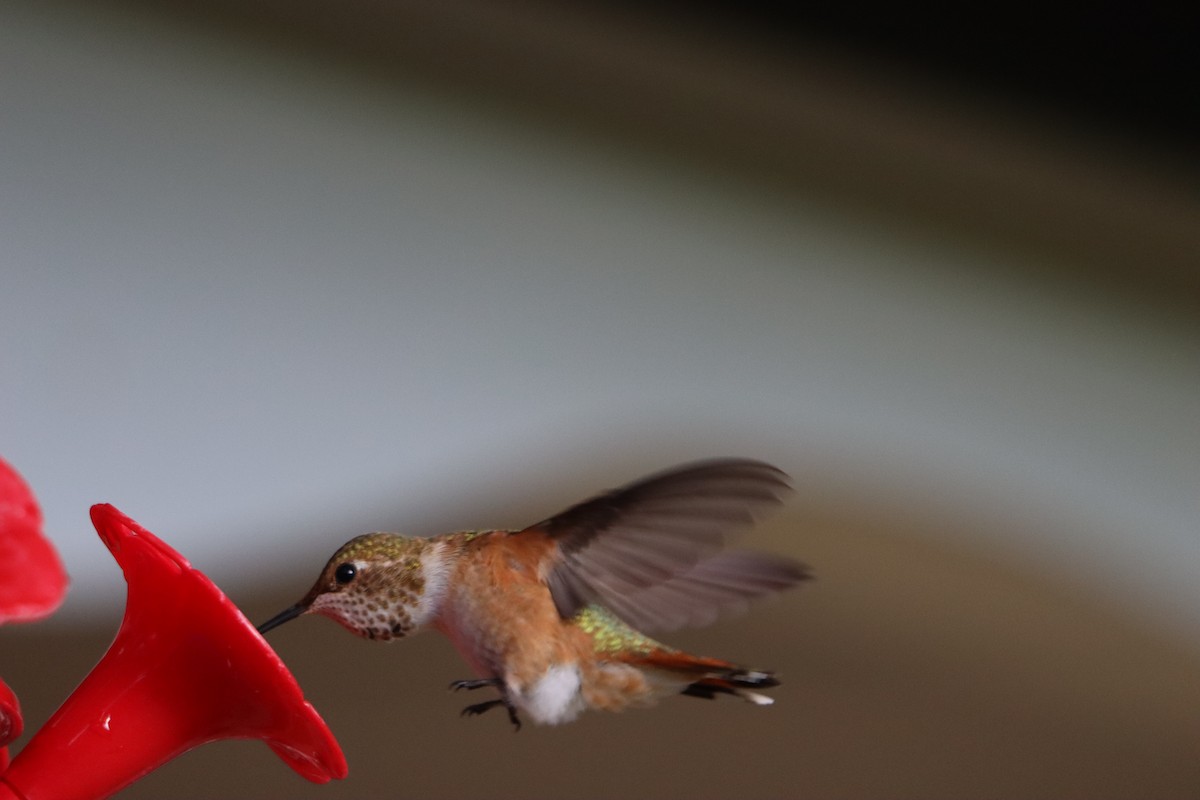 Rufous Hummingbird - ML642757943