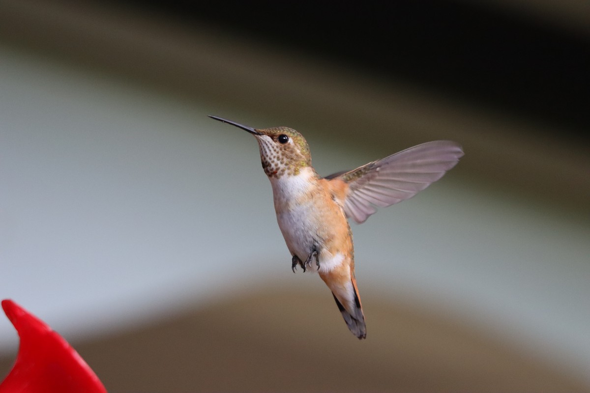 Rufous Hummingbird - ML642757944