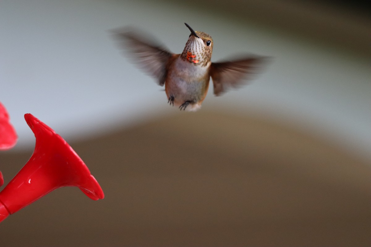 Rufous Hummingbird - ML642757945