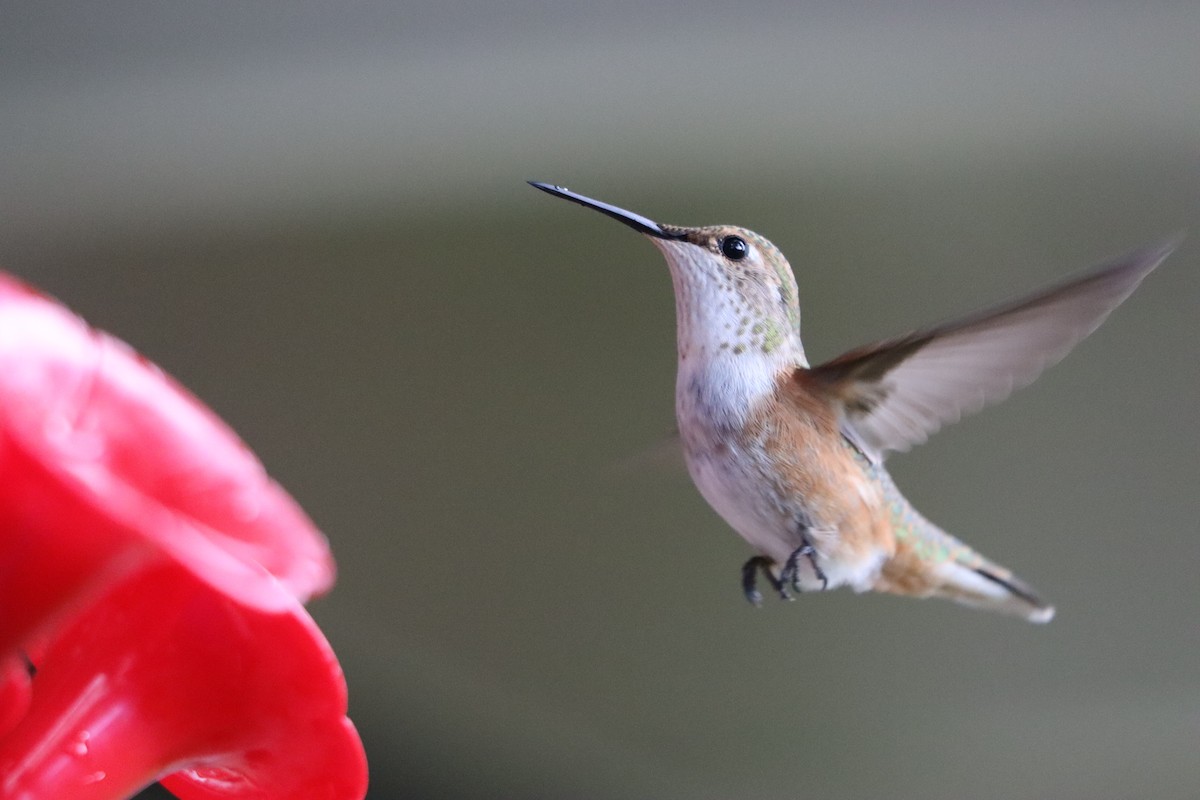 Rufous Hummingbird - ML642757946