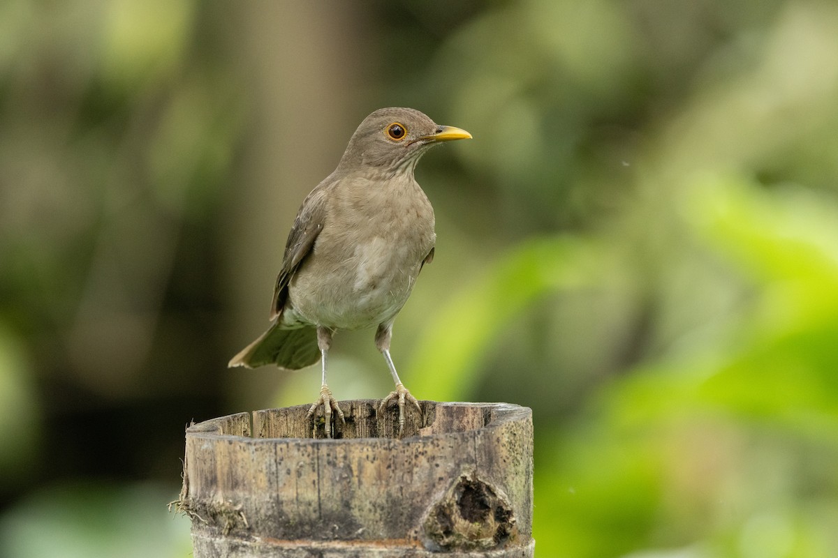 Ecuadorian Thrush - ML642757954