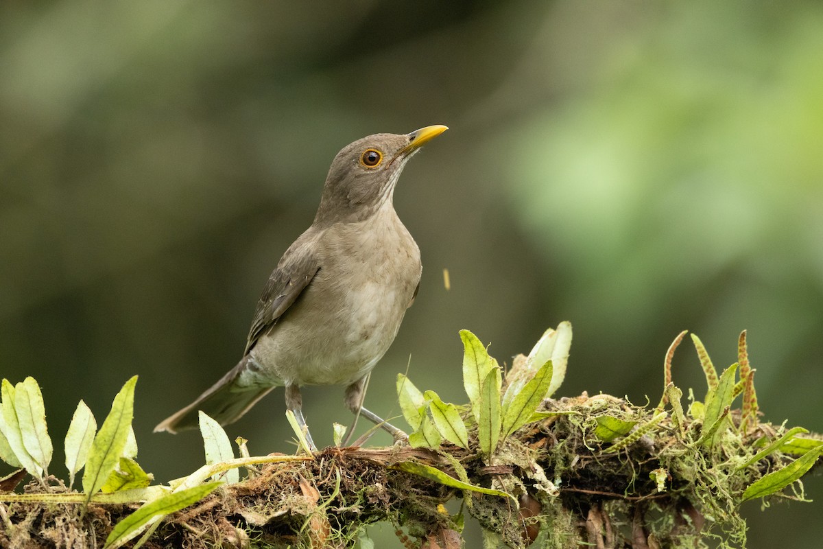 Ecuadorian Thrush - ML642757955
