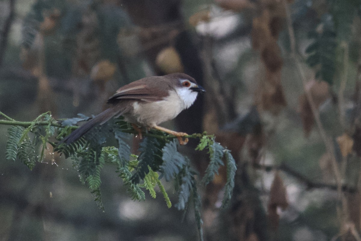 Yellow-eyed Babbler - ML642757956
