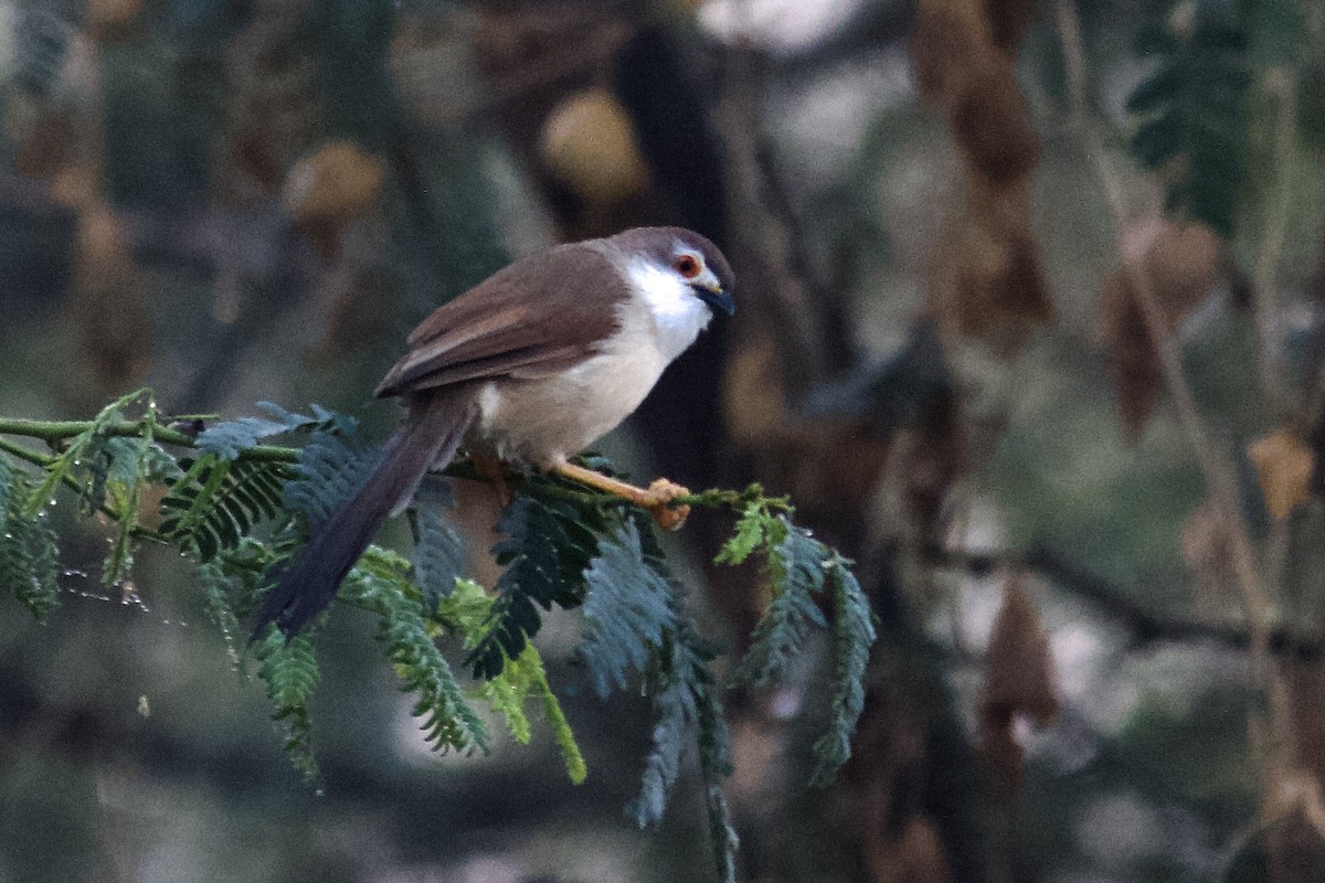 Yellow-eyed Babbler - ML642757957