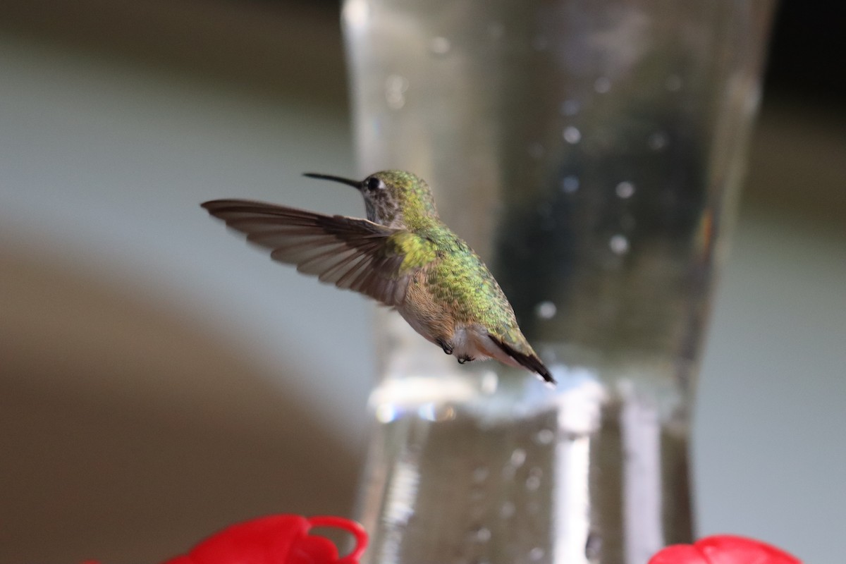 Rufous Hummingbird - ML642757967