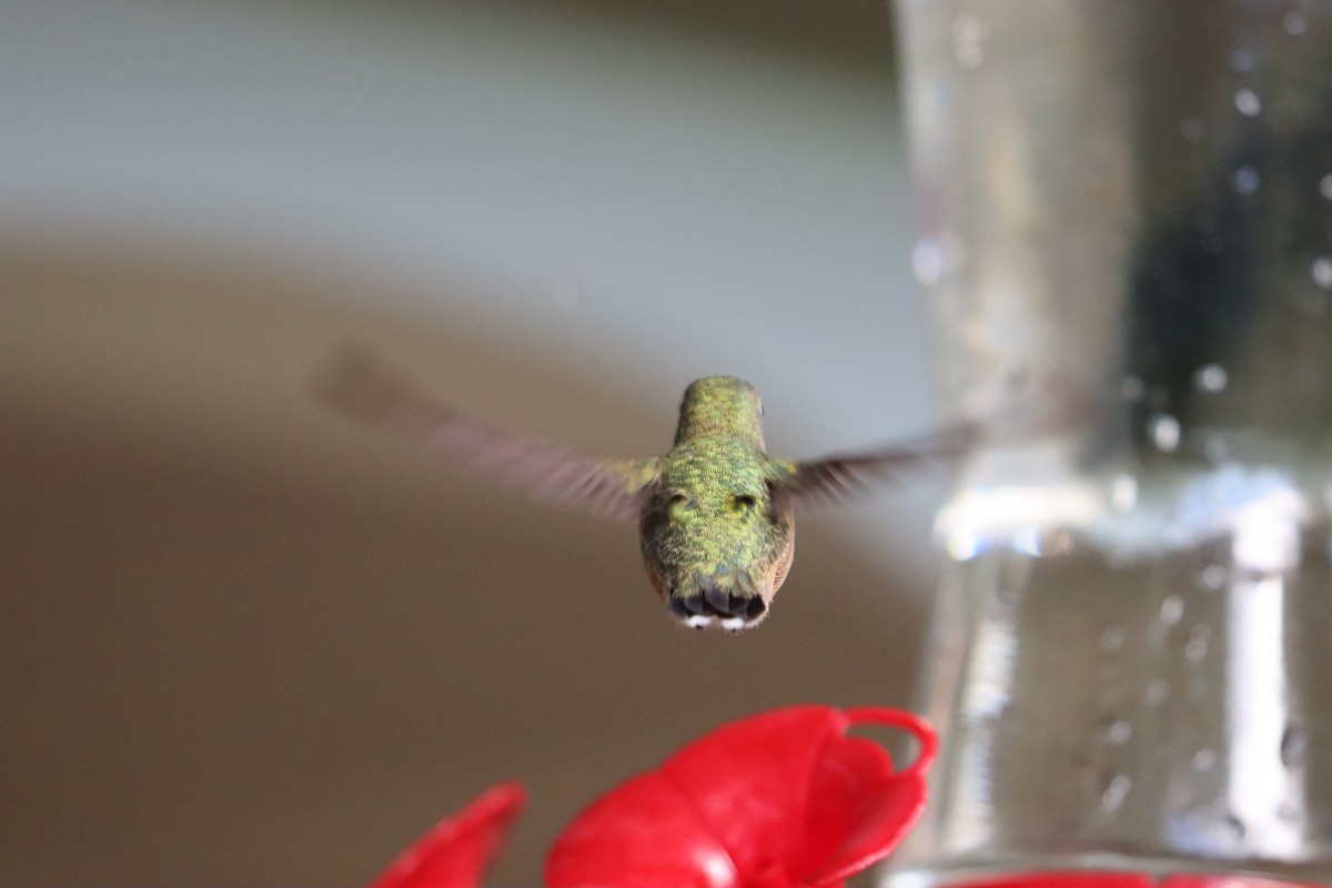 Rufous Hummingbird - ML642757968