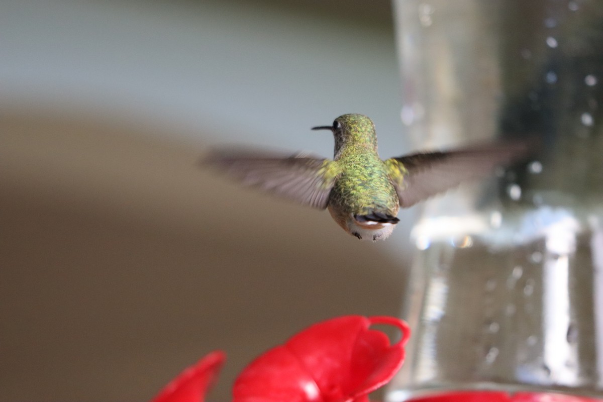 Rufous Hummingbird - ML642757969