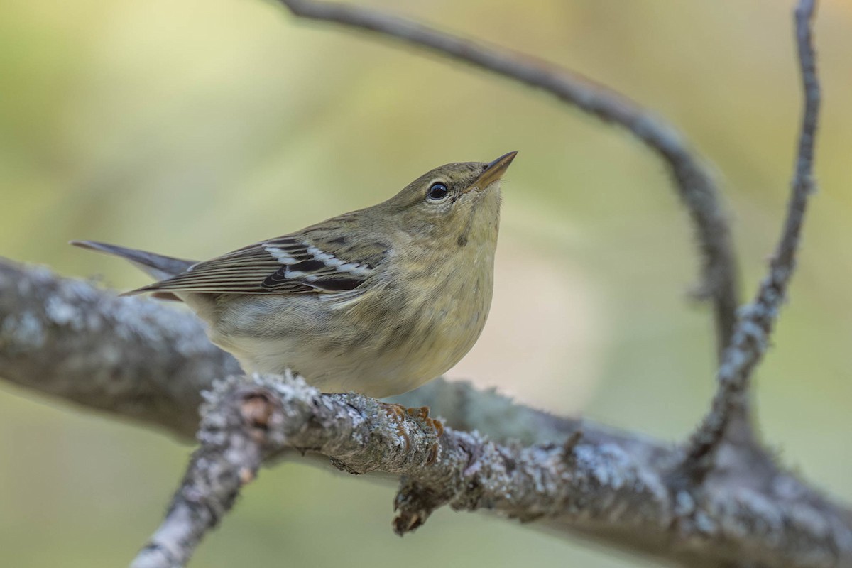 Blackpoll Warbler - ML642757970