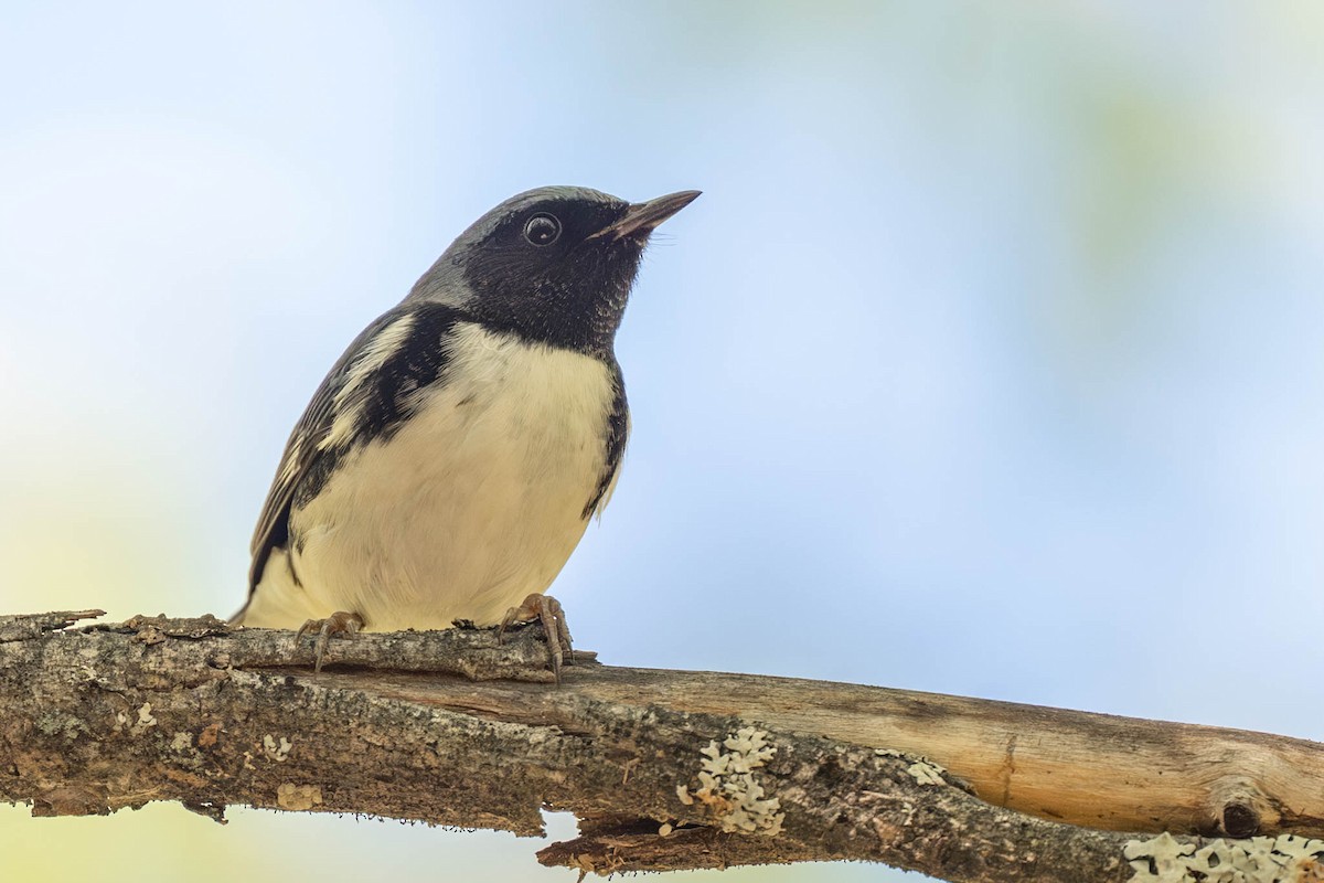 Black-throated Blue Warbler - ML642757974