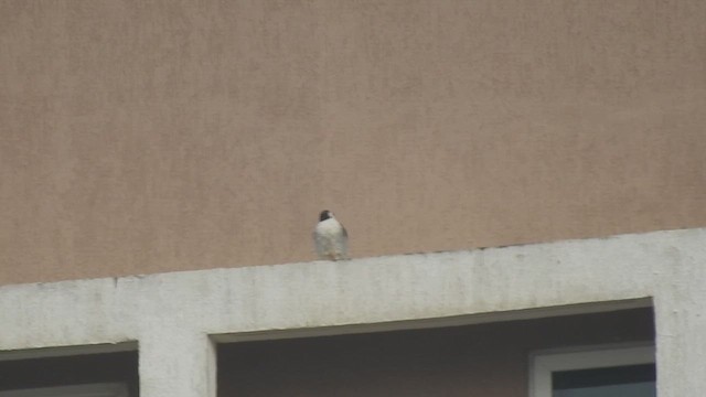 Falco pellegrino - ML642757979