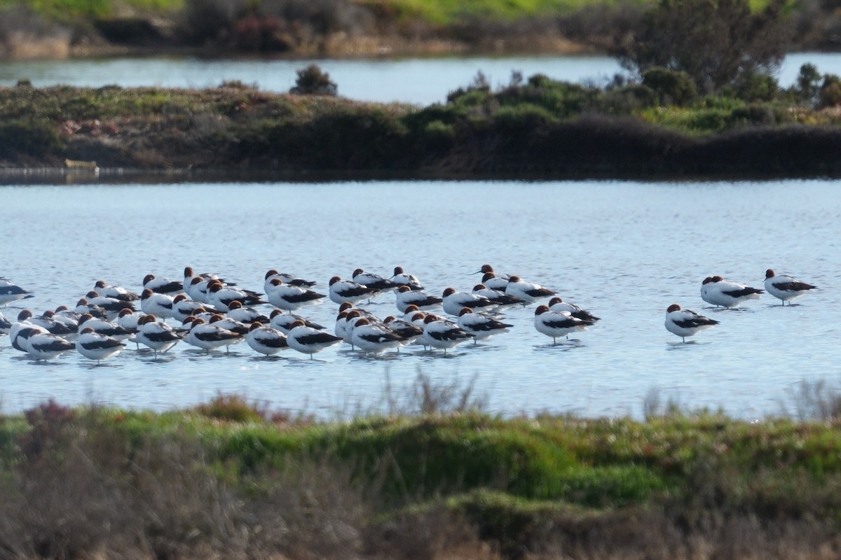 Red-necked Avocet - ML642757995