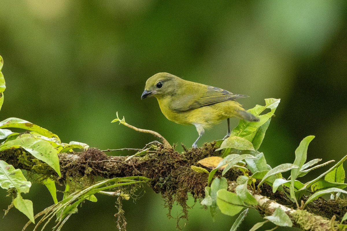 Thick-billed Euphonia - ML642758002